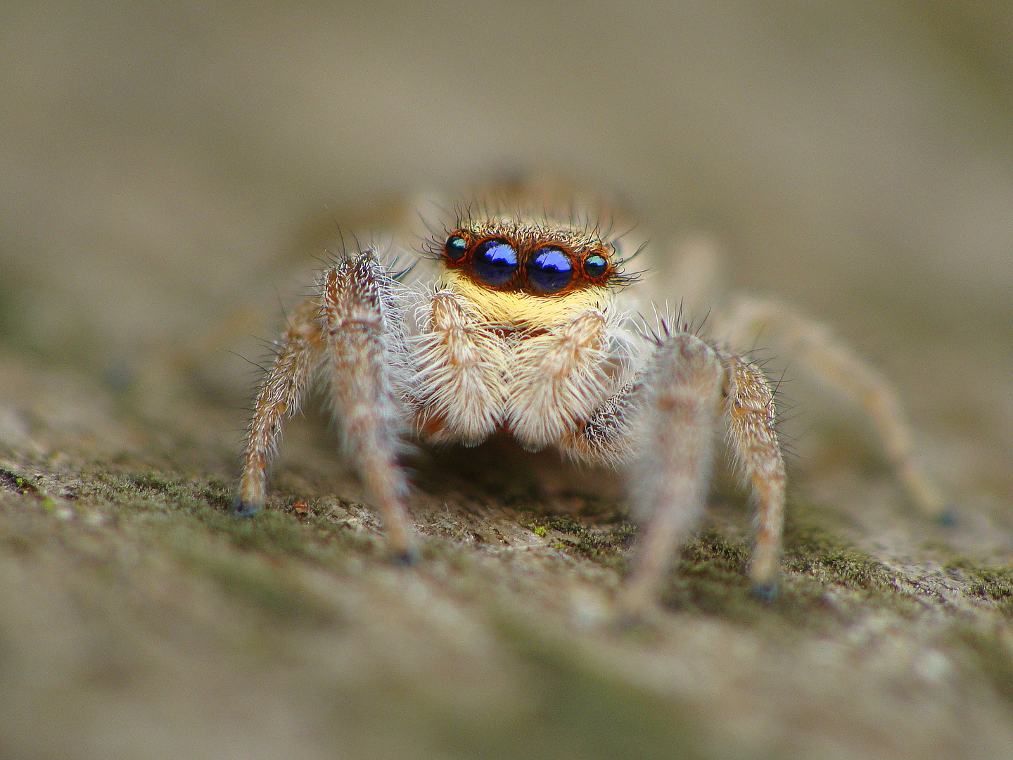 Marpissa radiata female