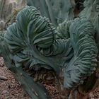 MARRAKECH - JARDIN MAJORELLE - BROCCOLIS