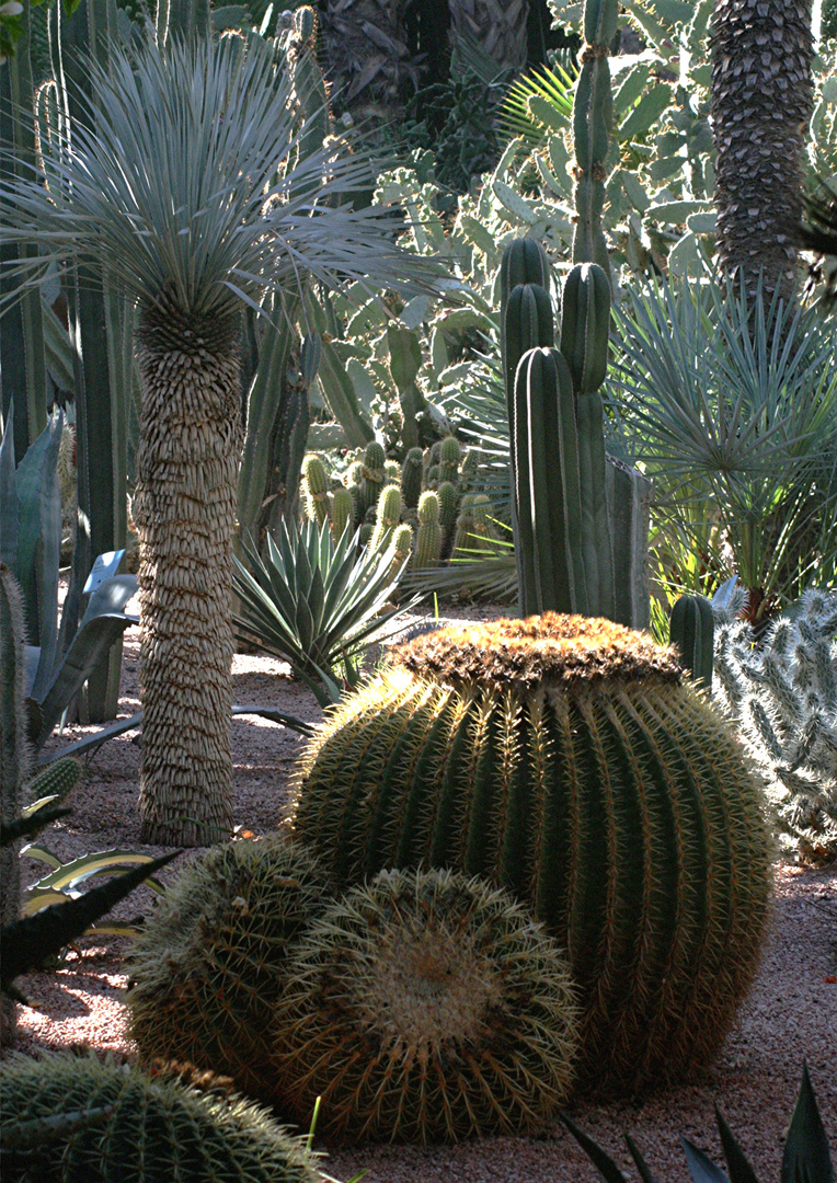 MARRAKECH - JARDIN MAJORELLE - COUSSIN DE BELLE MERE