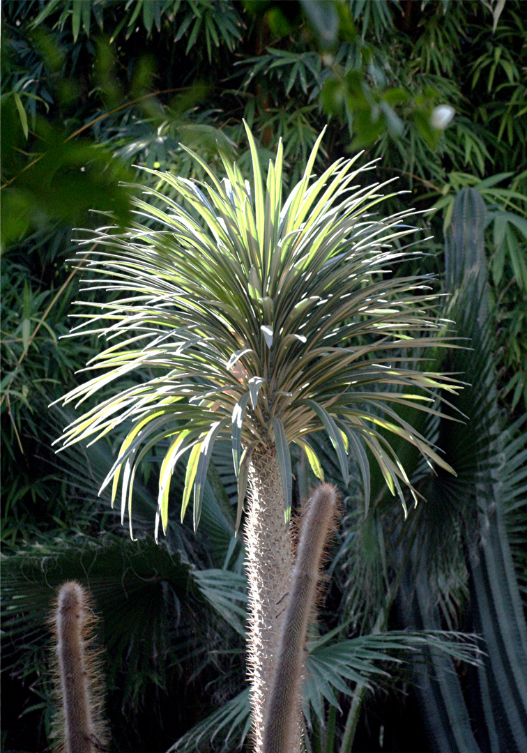 MARRAKECH - JARDIN MAJORELLE - FEU DE BENGALE