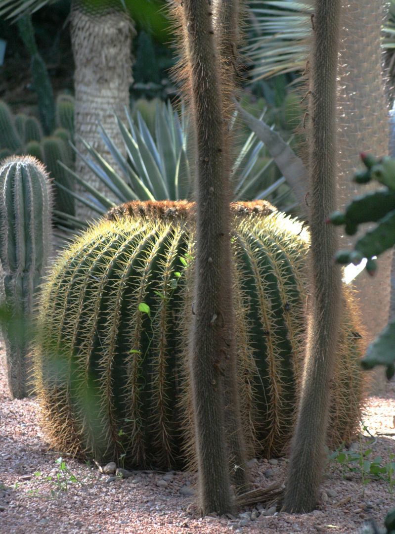 MARRAKECH - JARDIN MAJORELLE - PIQUE ET COLLEGRAMME