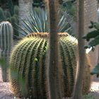 MARRAKECH - JARDIN MAJORELLE - PIQUE ET COLLEGRAMME