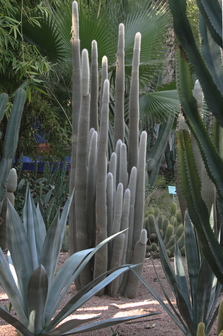 MARRAKECH , LE JARDIN MAJORELLE ,BOUGIES