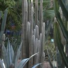 MARRAKECH , LE JARDIN MAJORELLE ,BOUGIES