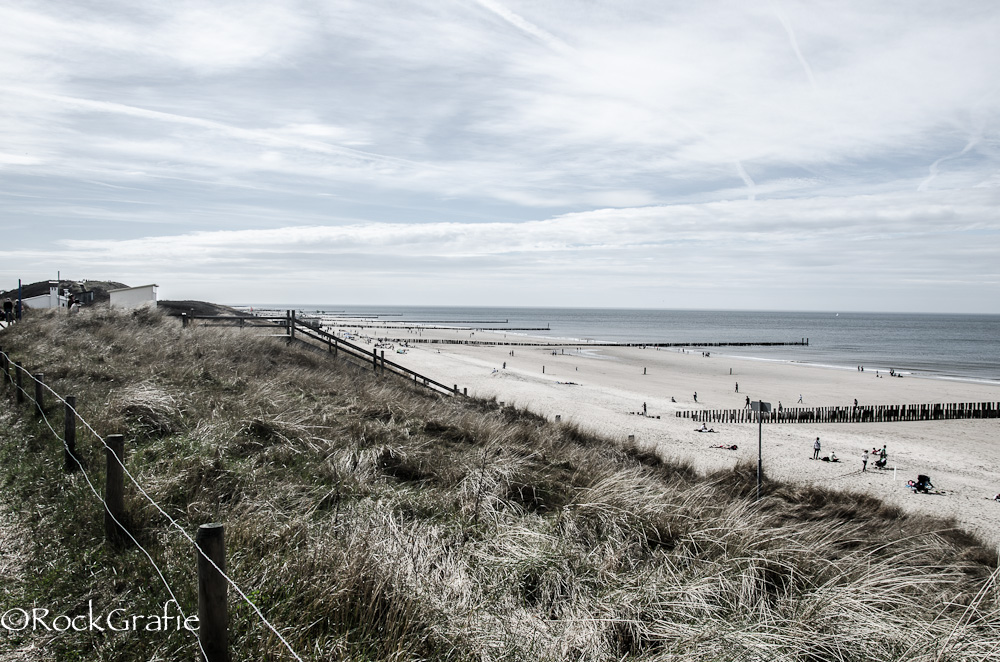 marram grass