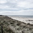 marram grass