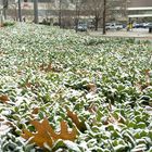 Marriott City Center (Dallas) Outdoors