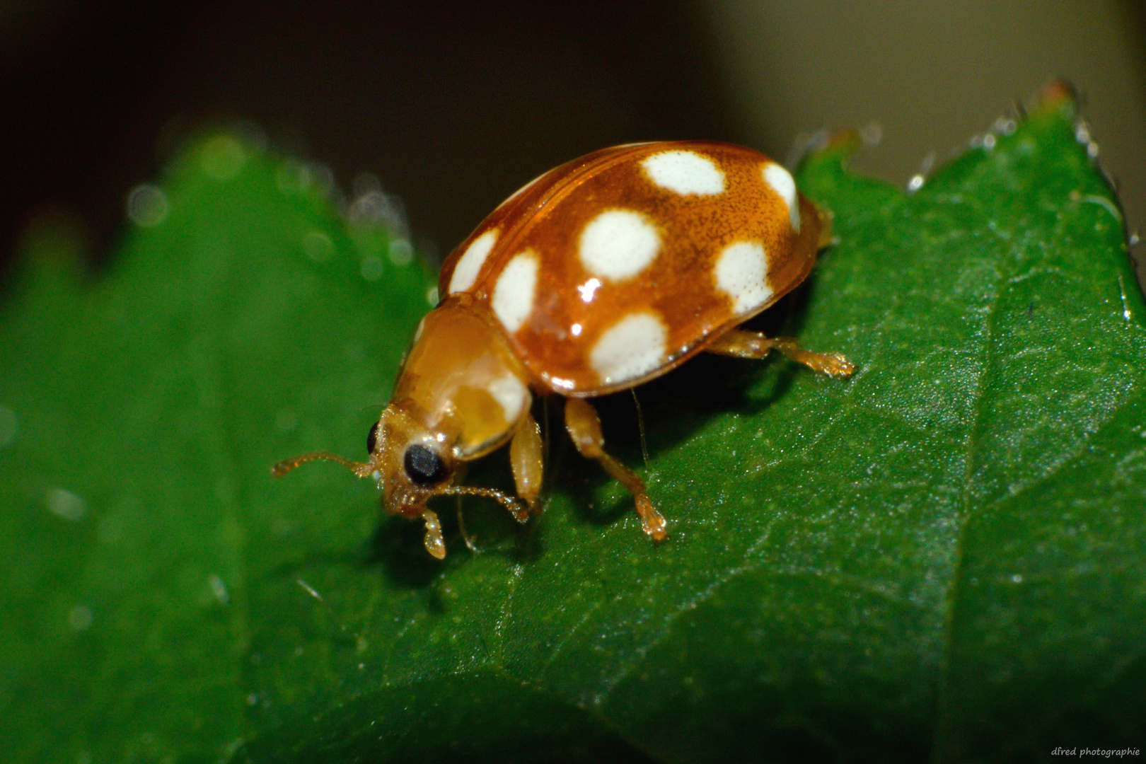 marron à pois blanc