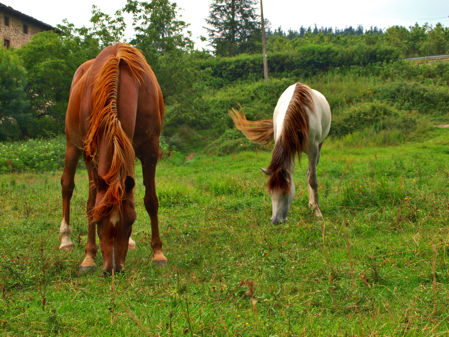 Marron y blanco