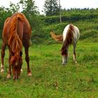 Marron y blanco