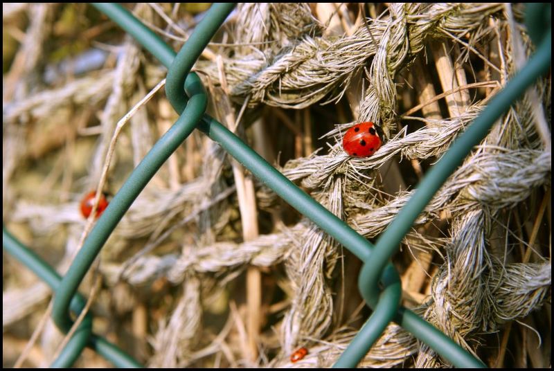 Marry-Beetles