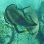 MARSA ALAM 1