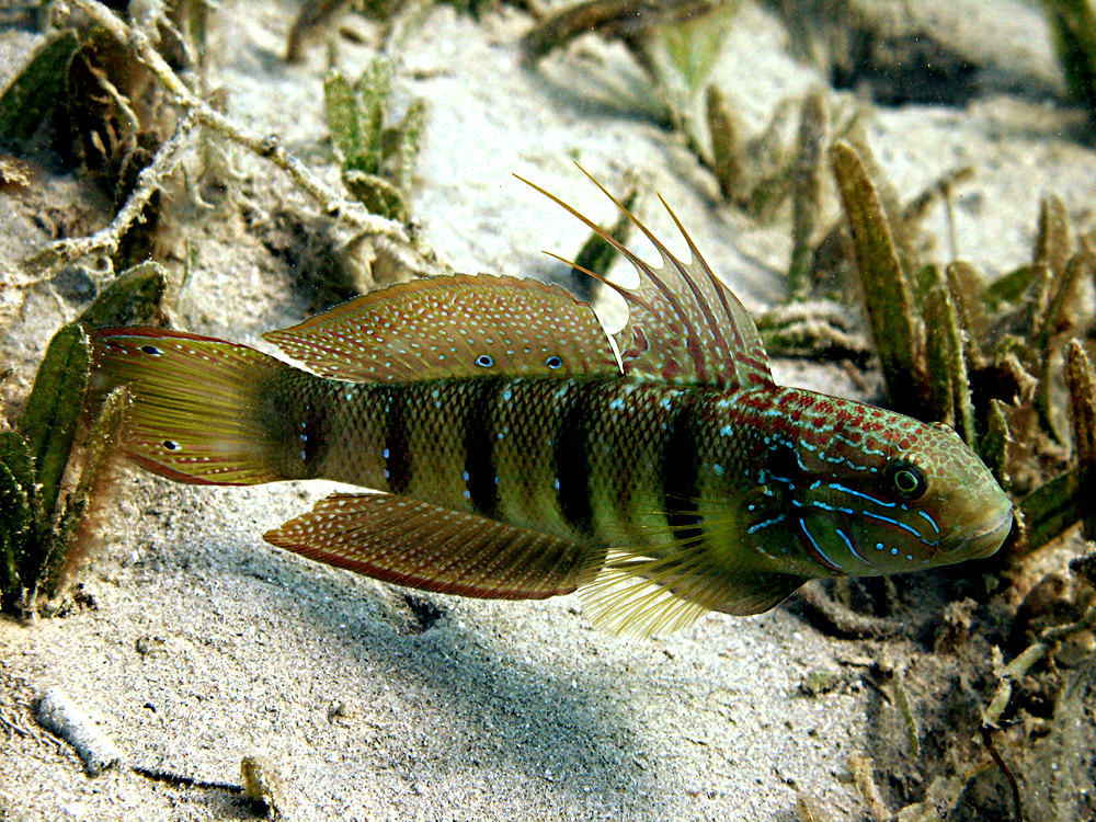 Marsa Alam 2006