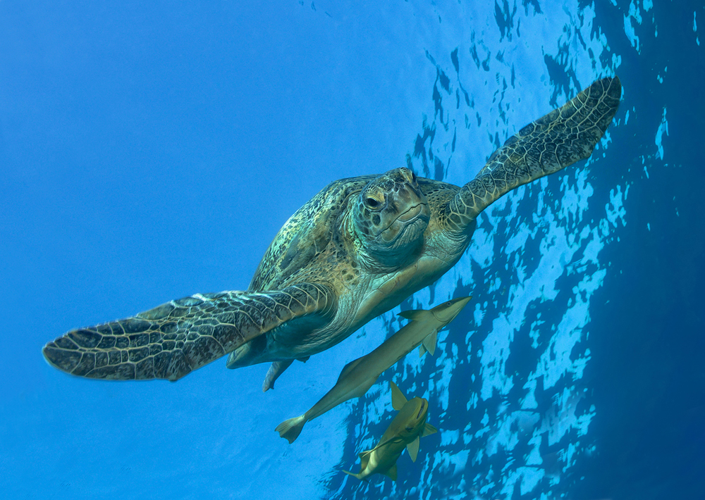 Marsa Alam - Abu Dabbab