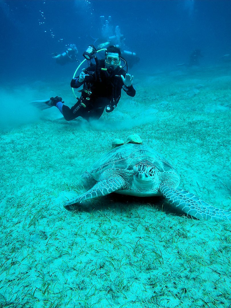 Marsa Alam (Abu Dabbab)