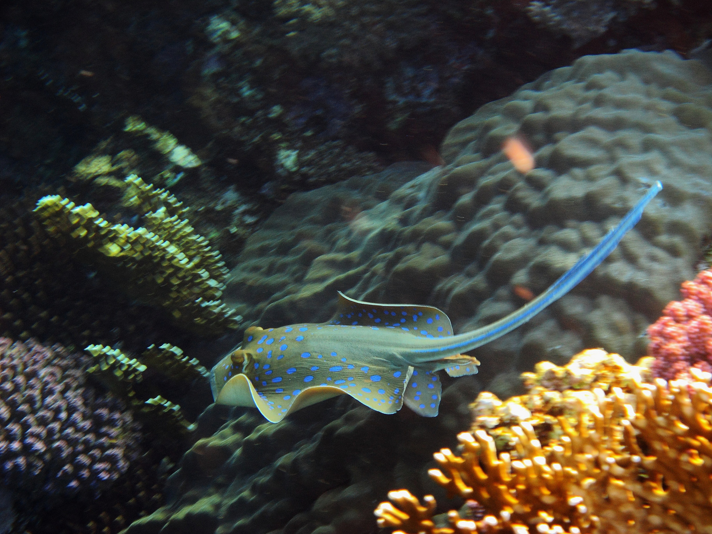 marsa alam / blaupunktrochen