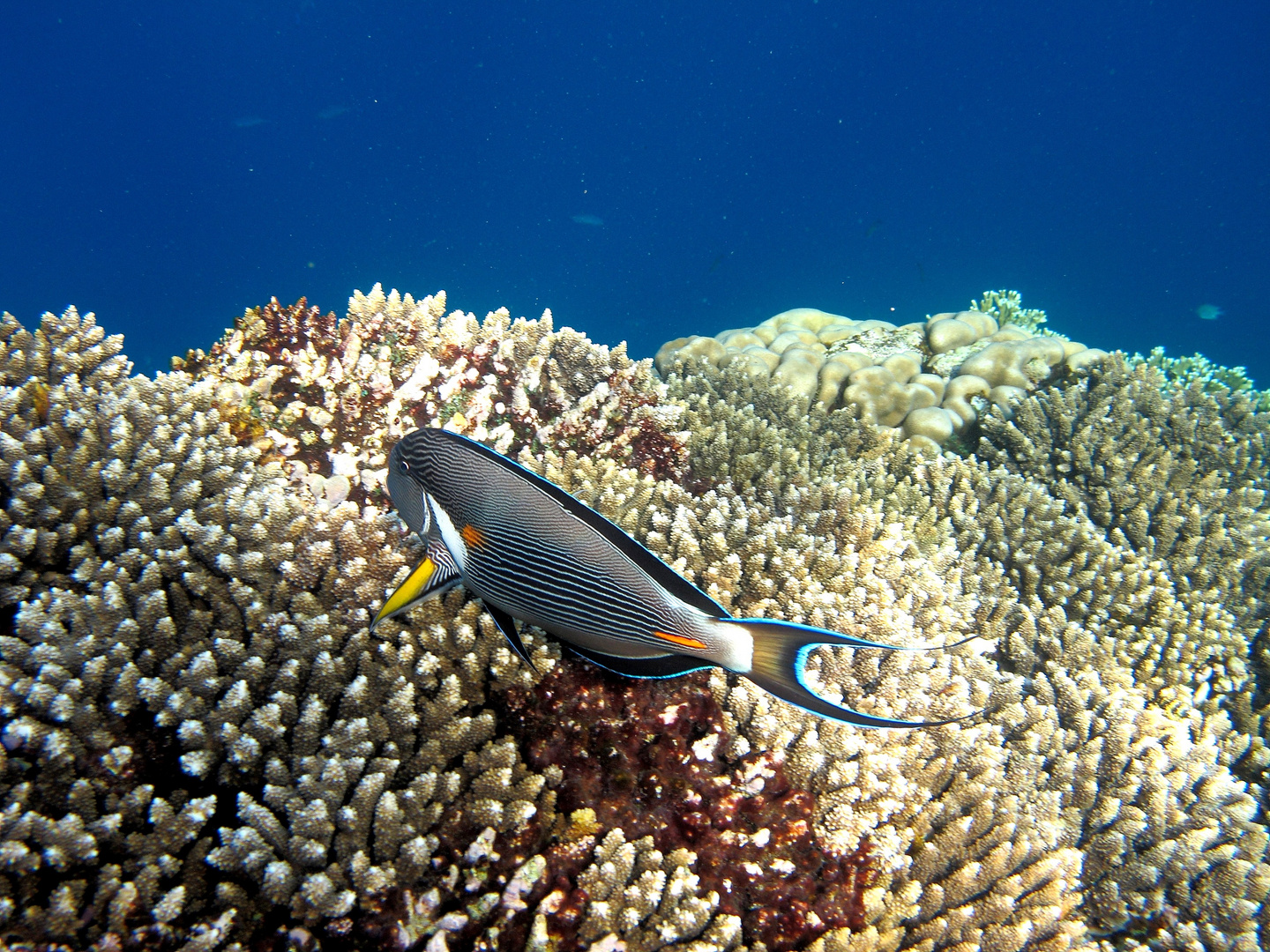 marsa alam / doktor