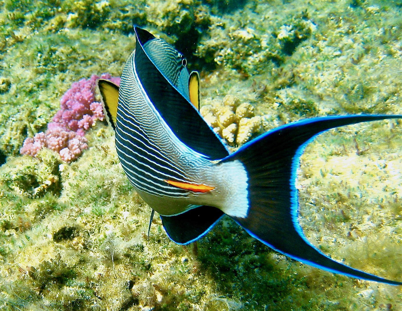 Marsa Alam - pesce chirurgo