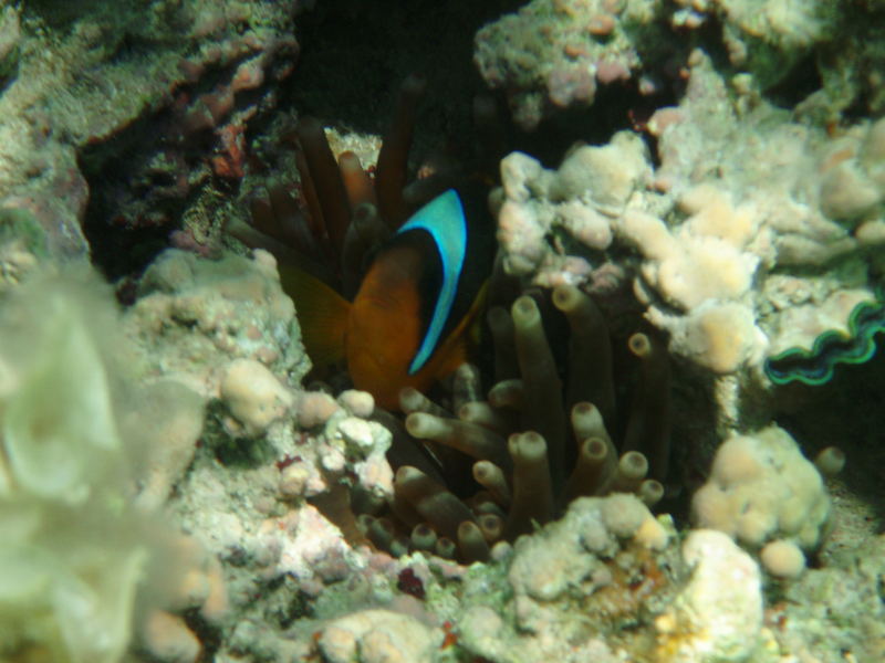 MARSA ALAM PESCE PAGLIACCIO