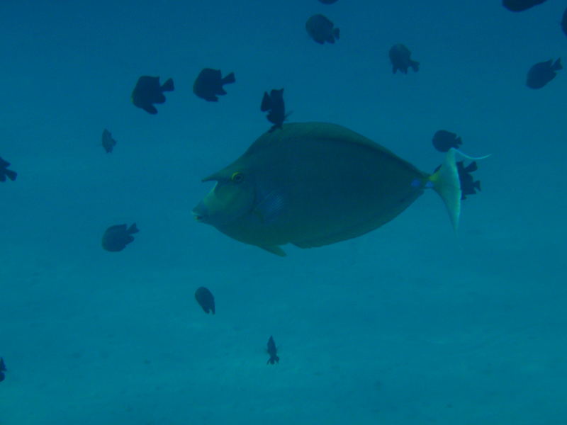 MARSA ALAM PESCE UNICORNO