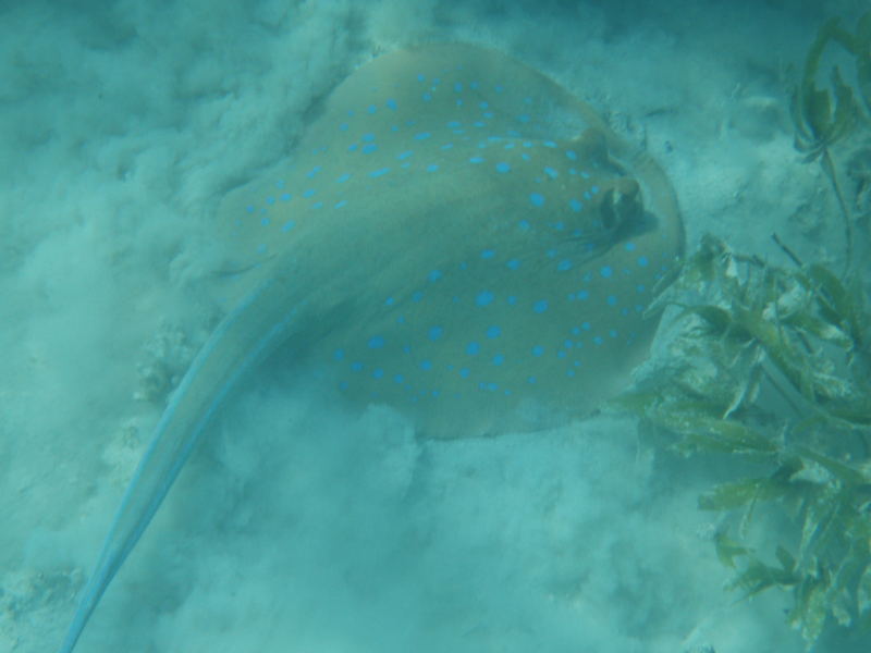 MARSA ALAM RAZZA MACULATA BLU