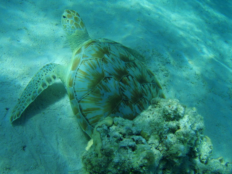 MARSA ALAM TARTARUGA 2