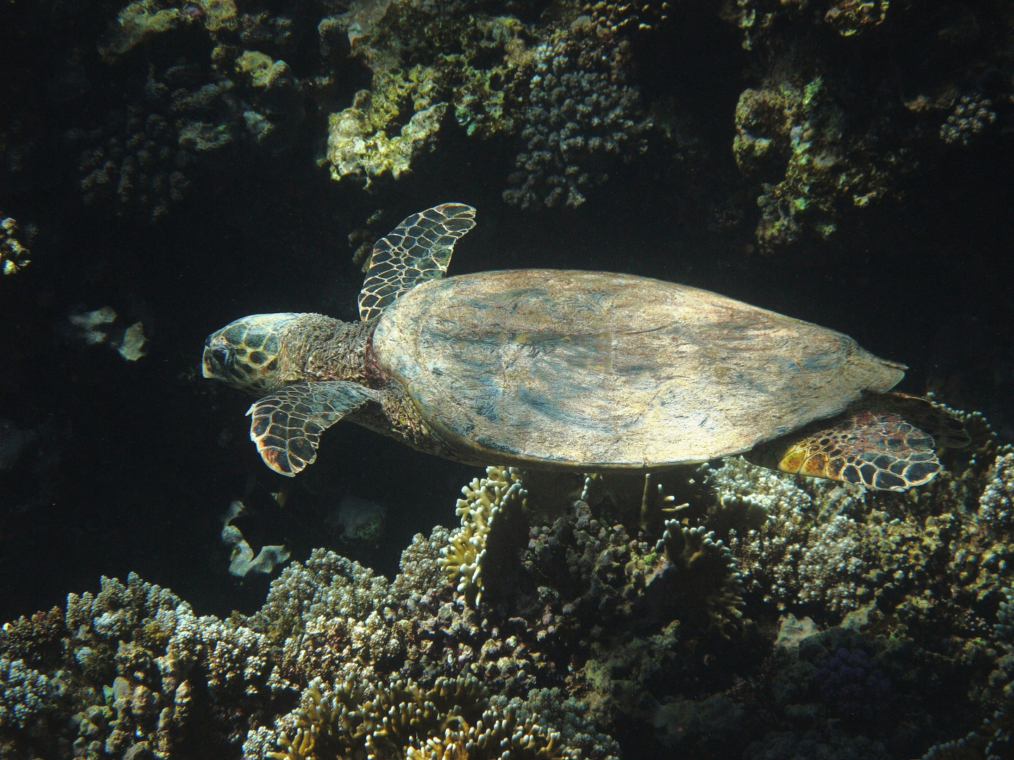 marsa alam / turtle