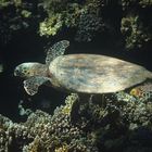 marsa alam / turtle