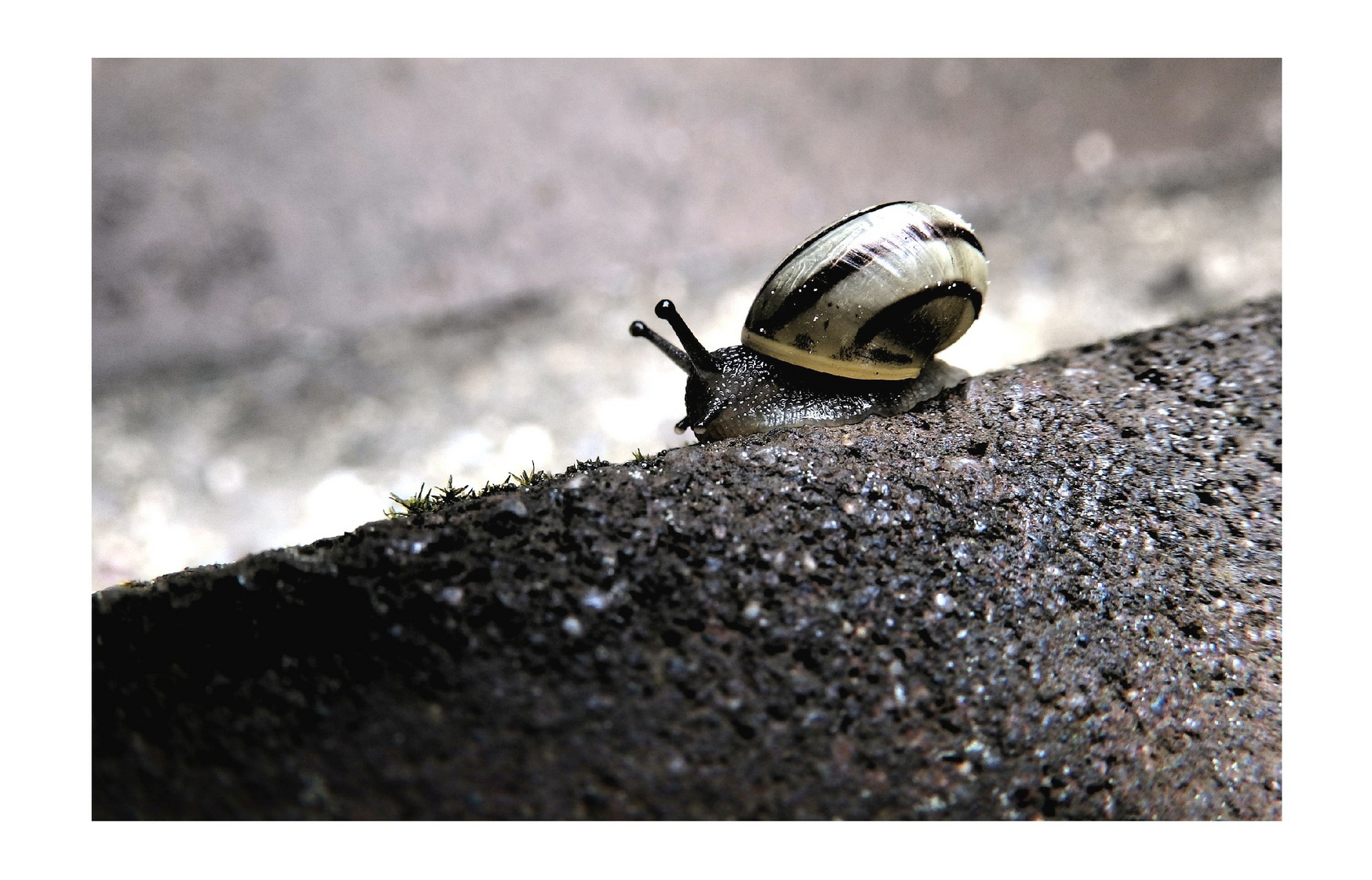 marsch! Foto & Bild tiere, wildlife, schnecken & muscheln Bilder auf