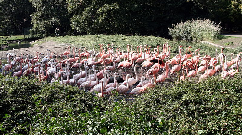 Marsch der Flamingos