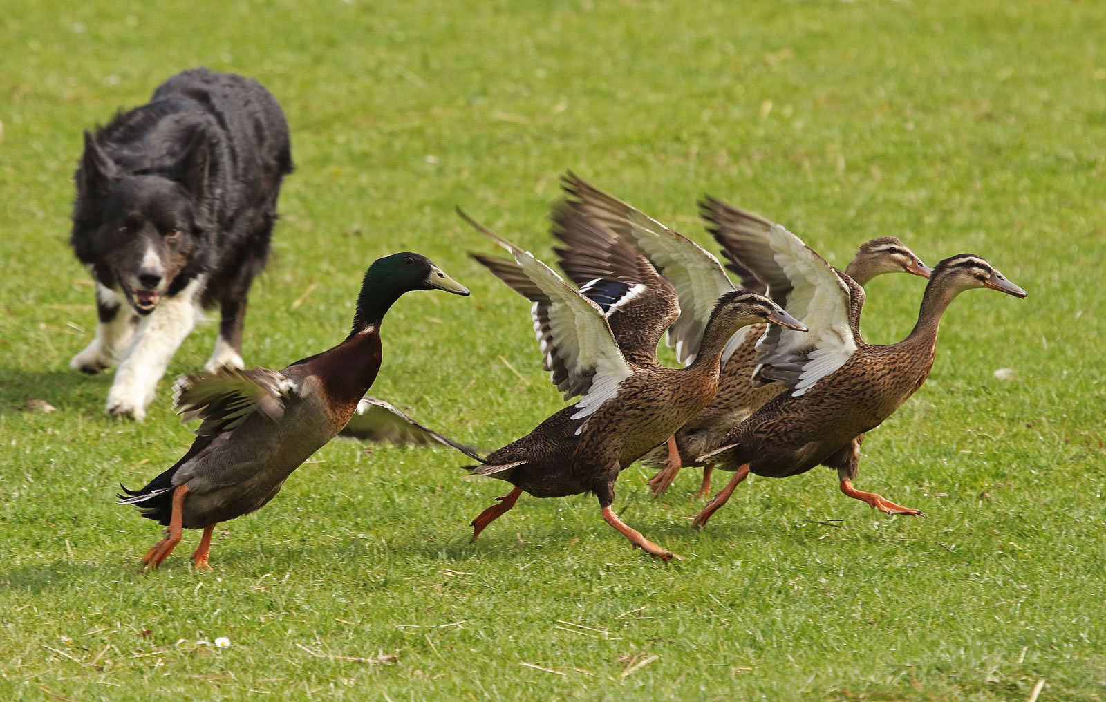 Marsch, Marsch ihr müden Enten