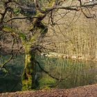 Marscheider Wald in Wuppertal