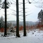 Marscheider Wald in Wuppertal