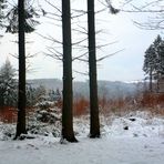 Marscheider Wald in Wuppertal