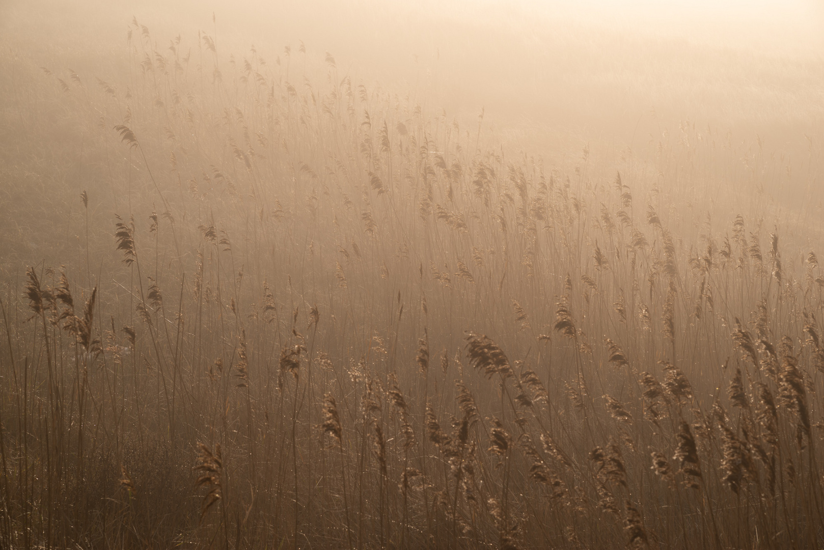 Marschgras "contre jour"