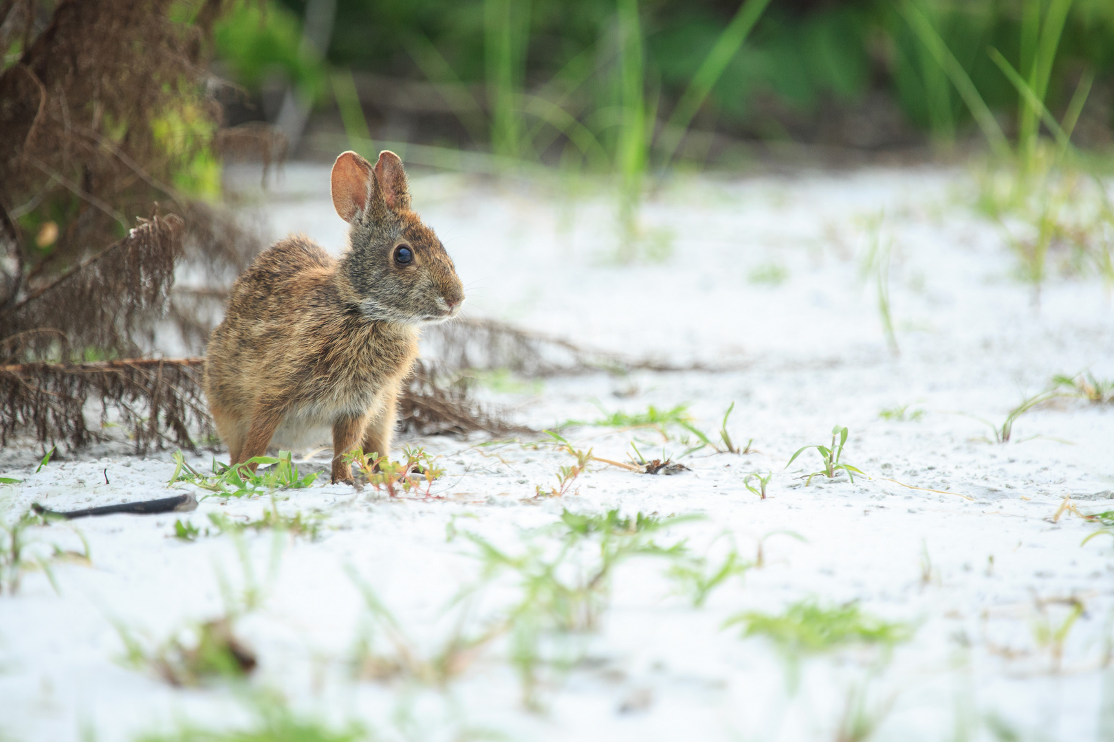 Marschkaninchen (Sylvilagus palustris)