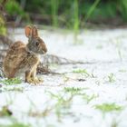 Marschkaninchen (Sylvilagus palustris)