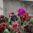 Marseille 2018, Friedhof Saint Pierre