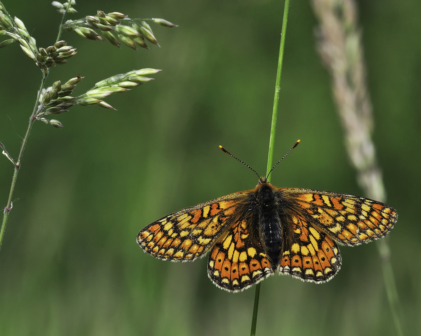 Marsh Fritillary