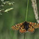 Marsh Fritillary