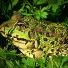 Marsh Frog