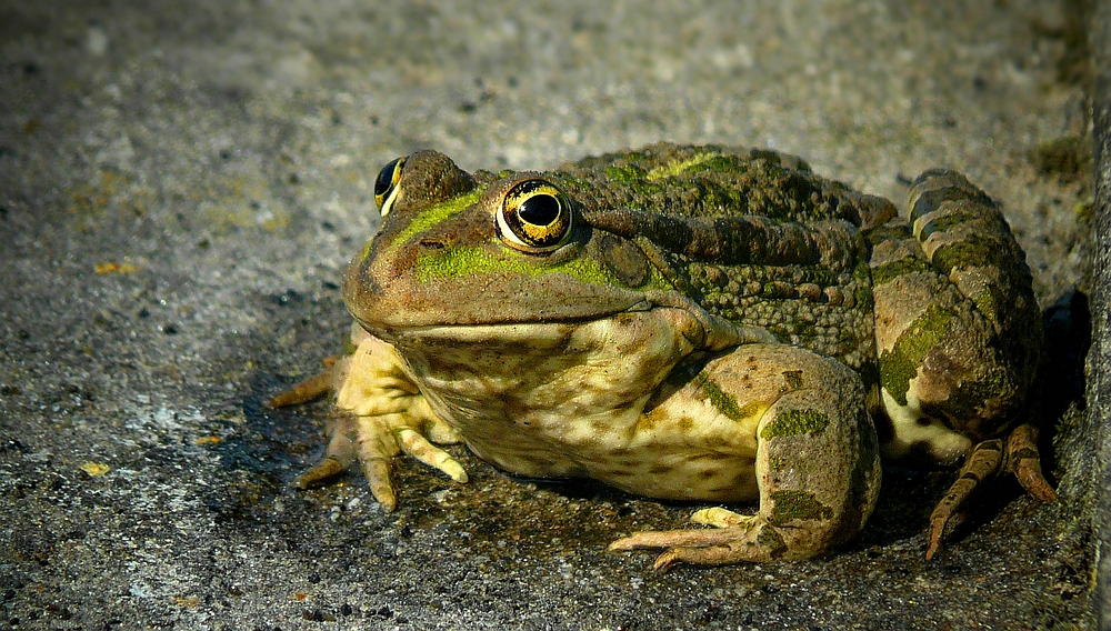 Marsh Frog