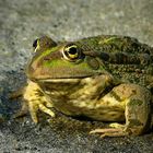 Marsh Frog