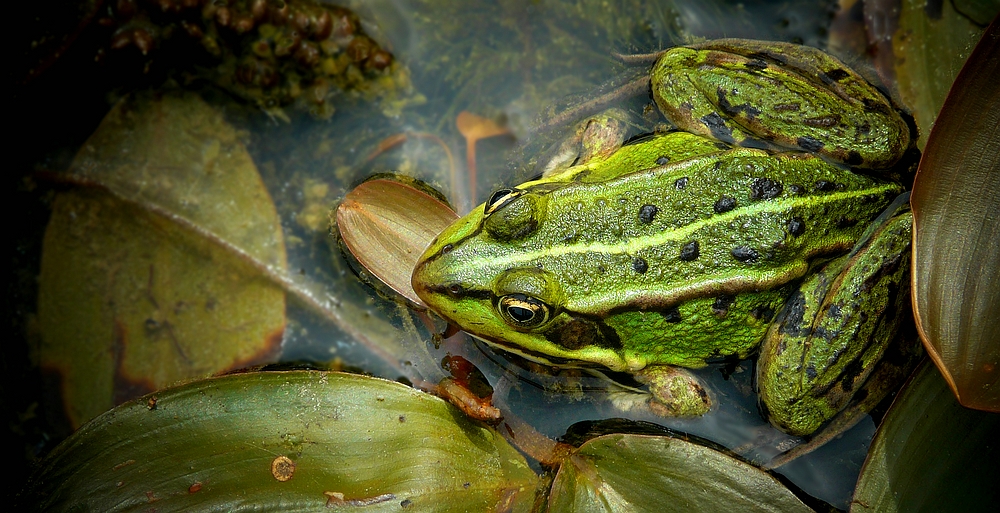 Marsh Frog