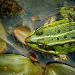 Marsh Frog