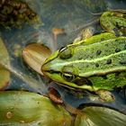 Marsh Frog