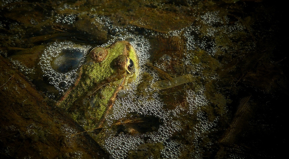 Marsh Frog