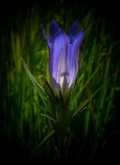 Marsh Gentian