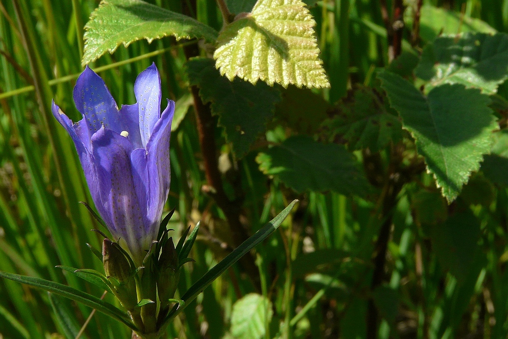 Marsh Gentian