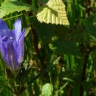 Marsh Gentian